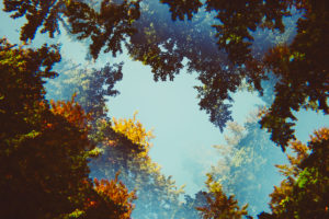 Colorful autumn colors in the forest in the sunset, alienated Colorful autumn colors in the forest in the sunset, alienated